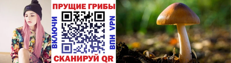 Псилоцибиновые грибы ЛСД  Новоузенск 